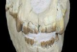 Fossil Oreodont (Merycoidodon) Skull - Wyoming #176385-4